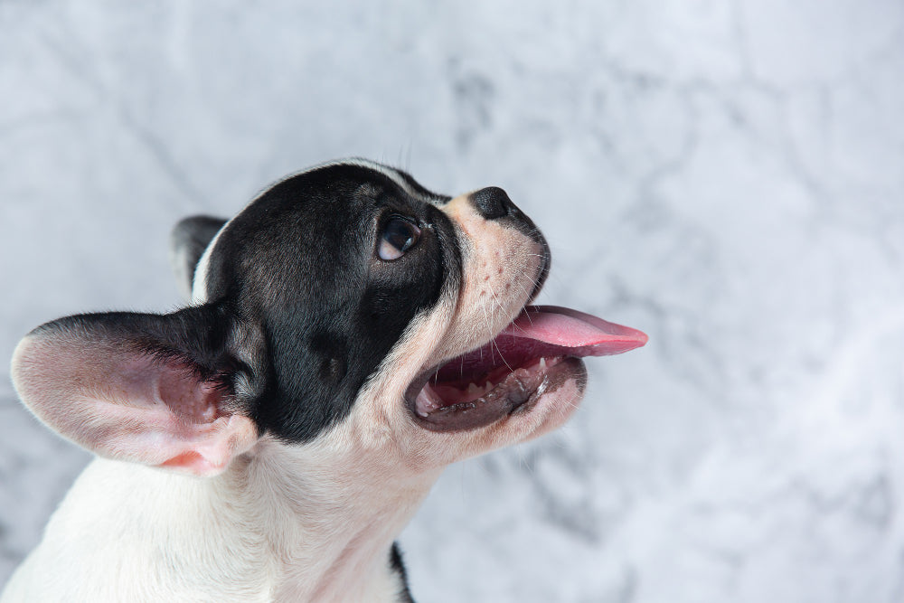 Lord Jameson Dog Treats For Dogs With No Teeth